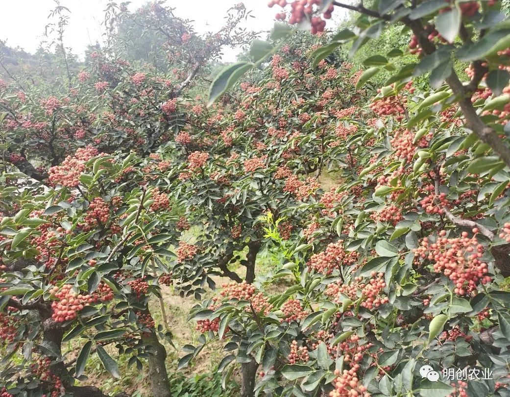 “椒界”種(zhǒng)植基地花椒長(cháng)勢喜人，豐收在望！