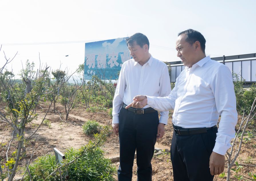 餘品祥縣長(cháng)來明創農業花椒基地調研花椒種(zhǒng)植情況