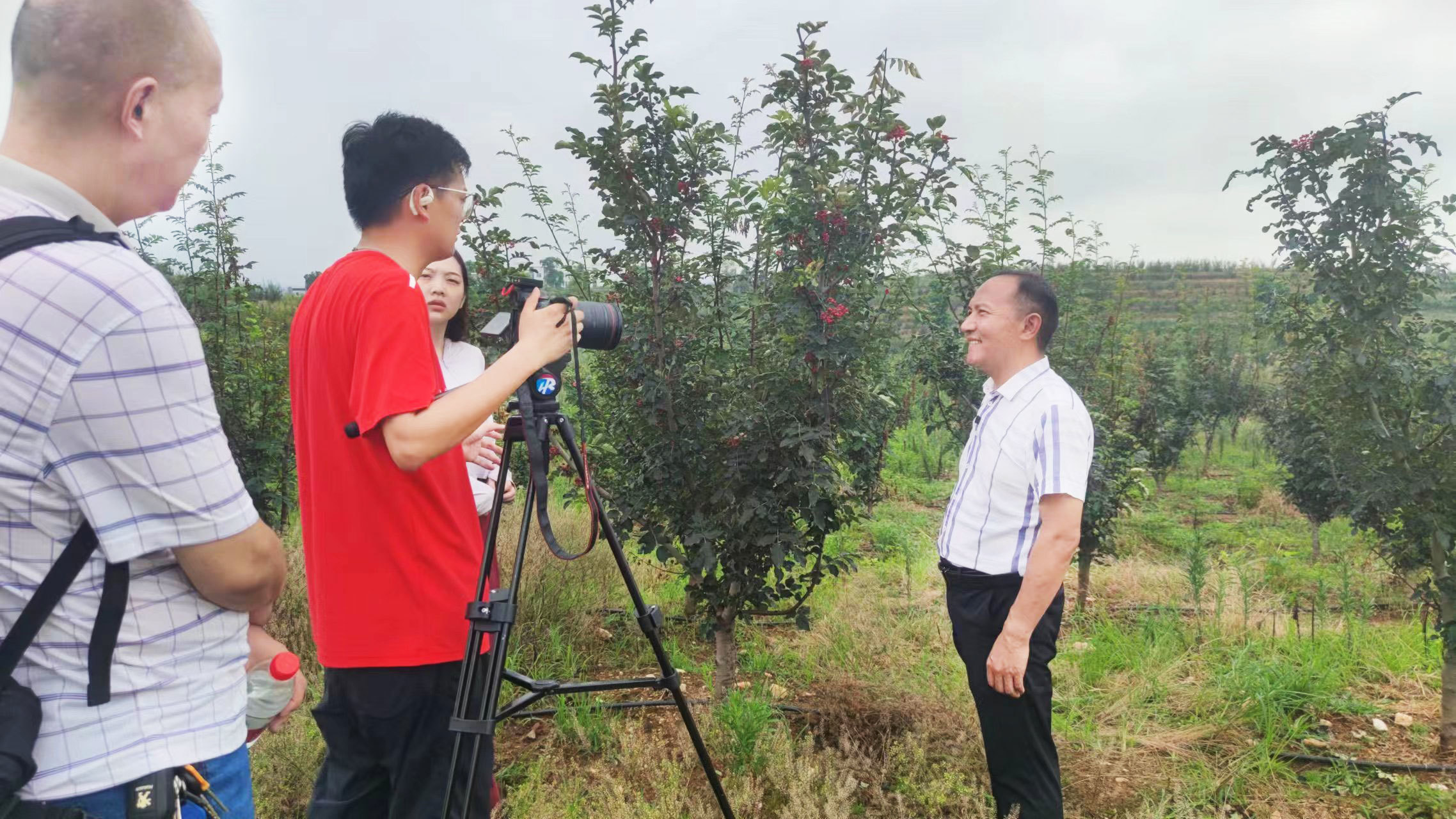 花椒采摘正當時(shí)，紅安融媒來采訪