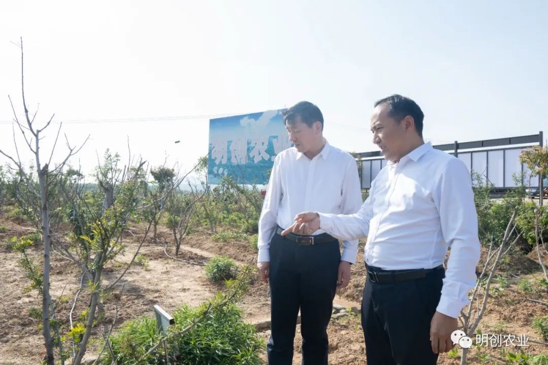 餘品祥縣長(cháng)來明創農業花椒基地調研花椒種(zhǒng)植情況